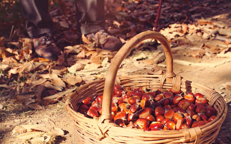 TOSCANA D'AUTUNNO E MAGIA DEL NATALE
